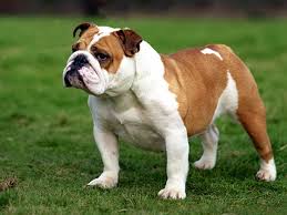 Top 7 Most Popular Dog Breeds In The World For Dog Lovers In 2020 Dogs And Kids Bulldog Images English Bulldog