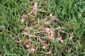 Red Thread Wisconsin Horticulture