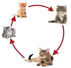 Kalimat opini bersifat subjektif dan biasanya disertai dengan pendapat, saran, dan uraian 3. Proses Pertumbuhan Pada Kucing Arenahewan Com