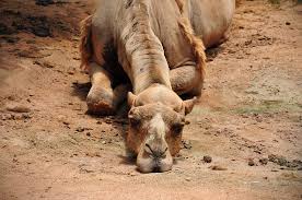 Urjaram of mangta village was entertaining guests at his house on saturday night when. Angry Camel Bites Owner S Head After It Was Tied To Stand All Day In Heat