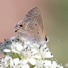 Image result for Strychnos mellodora