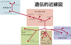 y 染色体遺伝マップ google search 共同体 遺伝 人類