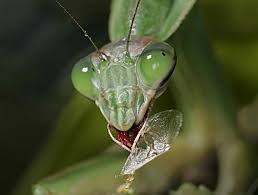 T he mating behavior of a praying mantis in the wild has been the subject of longstanding debate since the second half of the 19 th century yet no convincing studies … Praying Mantis Class Characteristics Reproduction Schoolworkhelper