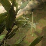 Image result for Angraecum angustipetalum