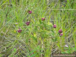 Image result for Lantana rugosa