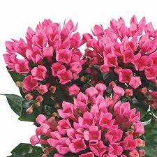 Image result for Bouvardia