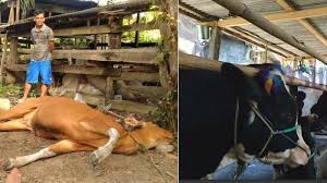 Update lowongan kerja tulungagung terbaru info loker tulungagung terkini. Bahaya Makan Bangkai Daging Sapi Yang Marak Dijual Rp 3 Juta Di Tulungagung Ini 5 Faktanya Surya