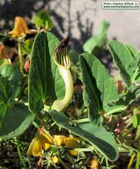 Image result for Aristolochiaceae