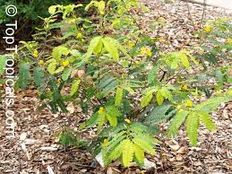 Image result for Chamaecrista paralias