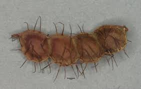 Image result for Rhynchosia sublobata