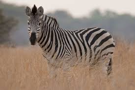Portrait Of A Wild Zebra In Southern Africa Animals Wild Animals Nature Animals