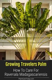 Travelers Palm Vs Bird Of Paradise Travelers Palm Care Tips On Growing Ravenala Madagascariens In 2020 Travellers Palm Broadleaf Evergreen Fast Growing Trees
