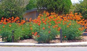 This particular red oleander bush forms large clusters of flowers that thrive along the coastal areas of the gulf and atlantic where the oleander plants show high tolerance of salt water concentrations. Pruning Desert Bird Of Paradise Bushes And Shrubs Tjs Garden