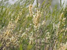 Image result for Melhania acuminata