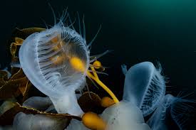 Image result for Melinis subglabra