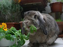 Alimentation Naturelle La Dure Vie Du Lapin Urbain