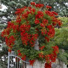Cypress vine terrace garden hummingbird vines pots container gardening blog plants. Cottage Farms Direct Sun Hot Lips Trumpet Vine 2pc