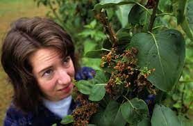 What i have to do now?. How To Recognize Treat And Avoid Lilac Bacterial Blight Osu Extension Service