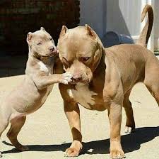 Kiedys Bede Miec Takiego Pieska Mysle Pitbull Dog Puppy Cute Animals Pitbull Dog