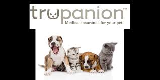 Are you considering trupanion pet insurance for your pet? Trupanion Pet Insurance Review 365 Pet Insurance