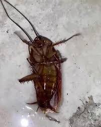 We had several inspections with different companies but this one was by far the best. Tritech Pest Control Home Facebook