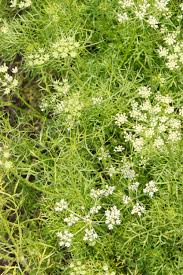 Image result for Agrocharis pedunculata