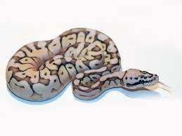 Butter Bee Morph List World Of Ball Pythons Ball Python Ball Python Morphs Snake Lovers