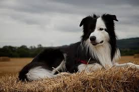 The border collies of the modern times, however, is said to have their ancestry linked to the old hemp which is a tricolor breed, born in 1893, in northumberland. Border Collie Border Collie Puppies Collie Dog Collie Puppies