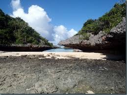 Image result for Faroa pusilla