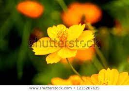 This Is A Yellow Sulfur Cosmos Flower With High Resolution Cosmos Flowers Sulphur