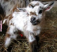 Itty Bitty Baby Goat Itty Bitty Baby Goats Pinterest Baby Goats Animals And Goats Itty Bitty Baby Goat Cute Baby Animals Baby Goats Cute Animals