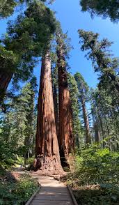 Calaveras big trees state park. Beautiful Giant Sequoias In The North Grove Of Calaveras Big Trees State Park This Weekend Aug 1 California