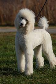 Serious Harry Poodle Haircut Standard Poodle Haircuts Standard Poodle