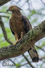Oriental Honey Buzzard Bald Eagle Buzzard Animals