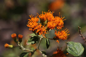 Image result for Distephanus