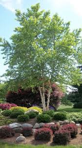 Birch Trees In Florida River Birch River Birch Trees Garden Landscape Design Front Yard Landscaping