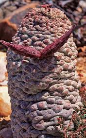 Image result for Hermbstaedtia linearis