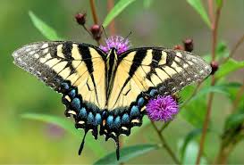 Black And White Striped Butterfly Identification Nature Guide Spring Butterflies Butterfly Photos Black Butterfly Butterfly