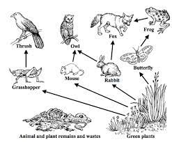 There's something for everyone from beginners to the advanced. Food Chain Worksheet Biology Intrepidpath Food Chain Worksheet Food Web Food Chain