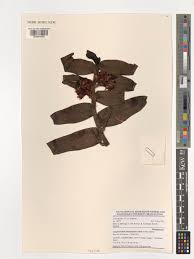 Image result for Calyptrochilum