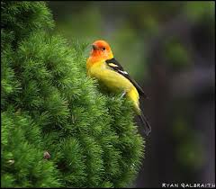 Orange Birds Of Western Washington Even A Little Red Says Here I Am Birds Beautiful Birds Animals