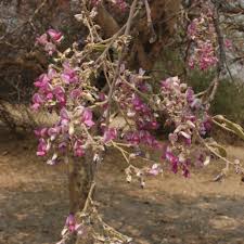 Image result for Philenoptera