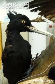 The Imperial Woodpecker Campephilus Imperialis Is The Largest Woodpecker In The World Although Classified As Critically Enda Pet Birds Woodpecker Wild Birds