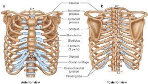 The ribs are curved, flat bones which form the majority of the thoracic cage.they are extremely light, but highly resilient; Anatomy Springerlink