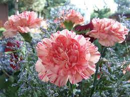 Flowers Http Www A1dehradunflowers Com Carnation Flower Pictures Growing Carnations Carnation Plants