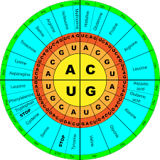 Image result for genetic code chart