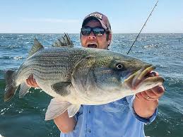 When fishing for striped bass with live bait it is nice to have a freshwater spinning reel with a baitcaster function. How To Catch Spring Striped Bass On Live Bait