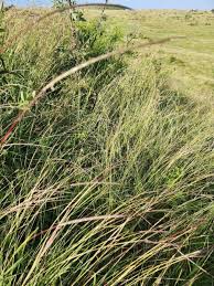 Image result for Sehima