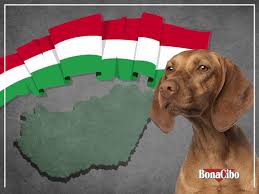 Macar Kokenli Vizsla Kopekleri En Eski Kopek Cinslerinden Biridir Kusursuz Bir Avci Kopegi Olan Vizslalar Iz Surme Konusunda Kusursuzdur In 2020 Dog Cat Dogs Cats