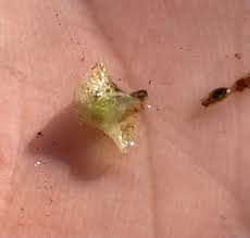 Image result for Wolffiella